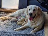 Chiots Golden Retriever à vendre