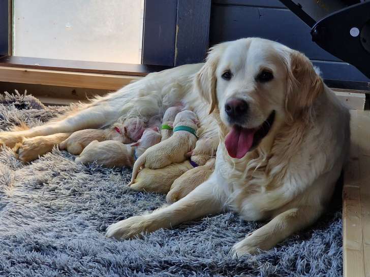 Chiots Golden Retriever à vendre