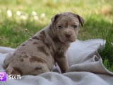Chiots American Bully XL et XXL à vendre