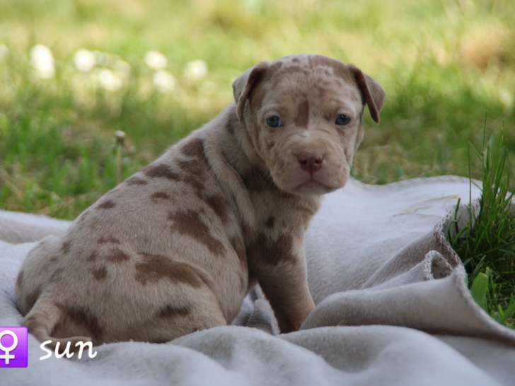 Chiots American Bully XL et XXL à vendre