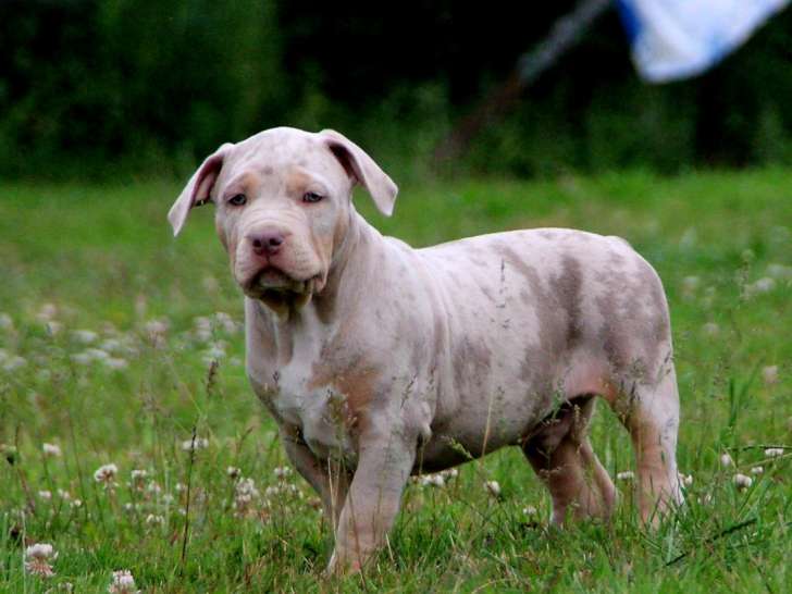 Chiots American Bully XL et XXL à vendre