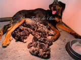 Magnifiques chiots Beauceron noir et feu inscrits au LOF à vendre