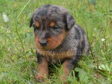 Chiot collier marron - Avalone (femelle arlequine)