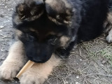 Chiot Berger Allemand mâle LOF à vendre