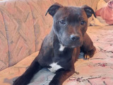 Chiot mâle Staffordshire Bull Terrier LOF disponible à la vente