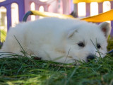 Chiots mâles Bergers Blancs Suisses disponibles à l’achat (LOF)