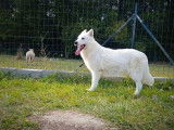 Chiots mâles Bergers Blancs Suisses disponibles à l’achat (LOF)
