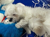 3 chiots Bichons Maltais LOF disponibles à la réservation