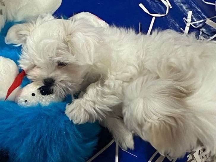 3 chiots Bichons Maltais LOF disponibles à la réservation