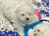 3 chiots Bichons Maltais LOF disponibles à la réservation