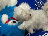 3 chiots Bichons Maltais LOF disponibles à la réservation