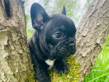 Chiots Bouledogues Français LOF à réserver