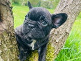 Chiots Bouledogues Français LOF à réserver