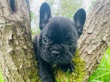 Chiots Bouledogues Français LOF à réserver