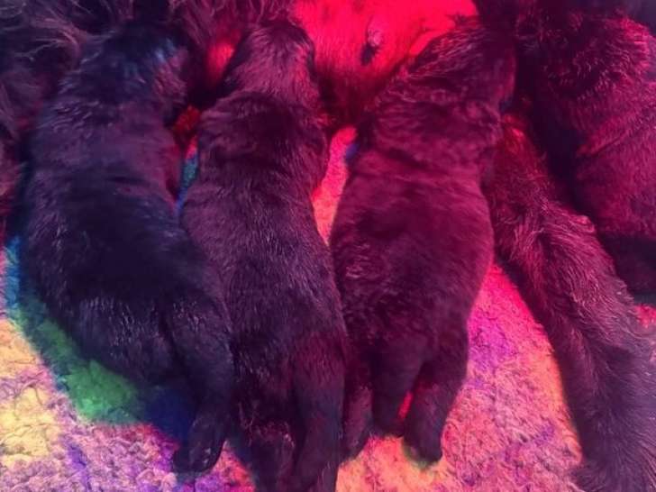 4 chiots femelles Terre-Neuve LOF disponibles à l’achat