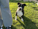À vendre : 2 chiots Staffordshire Bull Terrier LOF