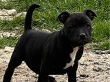 À vendre : 2 chiots Staffordshire Bull Terrier LOF