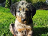 3 chiots Beaucerons LOF Arlequin à vendre