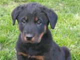 3 chiots Beaucerons LOF Arlequin à vendre