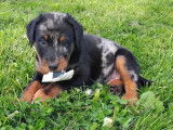 3 chiots Beaucerons LOF Arlequin à vendre