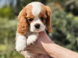 Chiot mâle Cavalier King Charles LOF disponible à la réservation