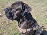 Brutus, étalon Cane Corso disponible pour saillie