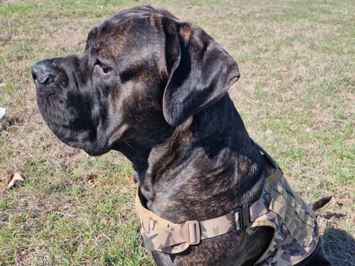 Brutus, étalon Cane Corso disponible pour saillie