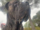 Brutus, étalon Cane Corso disponible pour saillie