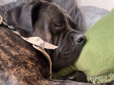 Brutus, étalon Cane Corso disponible pour saillie
