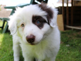 Chiots Border Collie chocolat à vendre