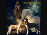 Chiots de race Saluki à vendre (2 femelles & 1 mâle)