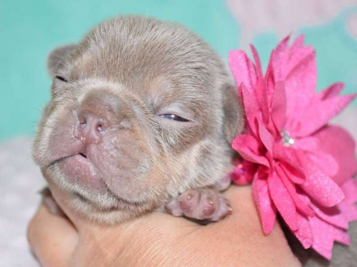 Superbes chiots Bouledogue Français isabella à vendre
