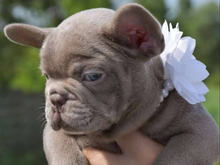 Chiot Bouledogue Français mâle isabella à vendre