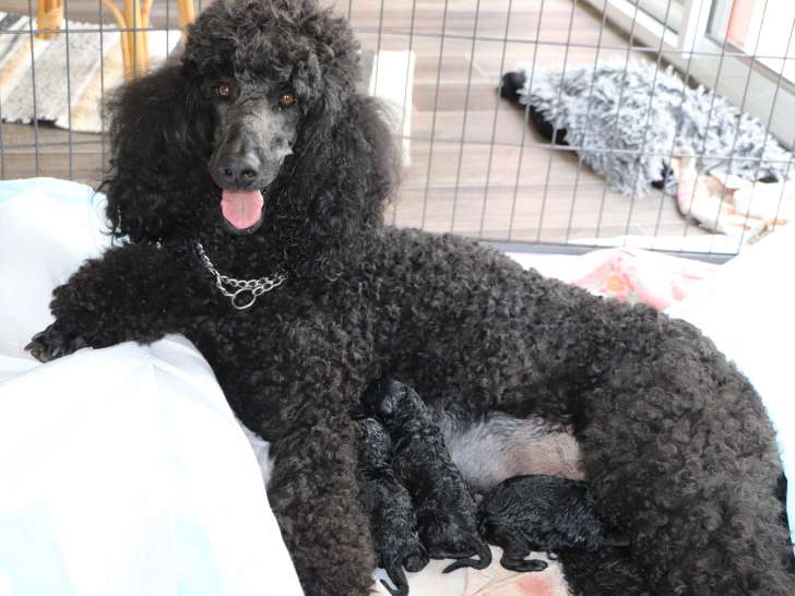 La maman et ses bébés