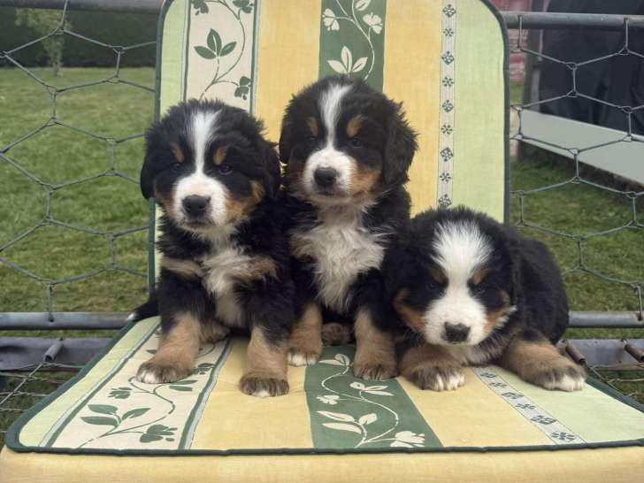 Chiots de type Bouvier Bernois à vendre (3 mâles)