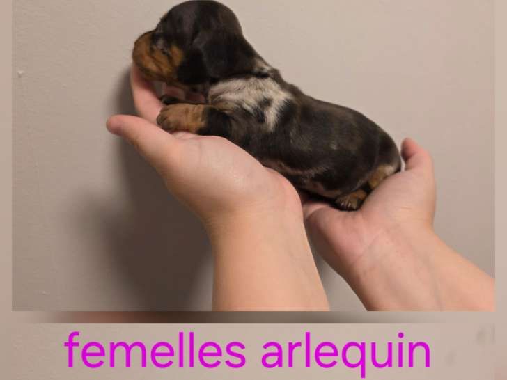 Chiots Teckels à poil ras à vendre