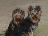 Chiots mâle et femelle Yorkshire Terrier à vendre