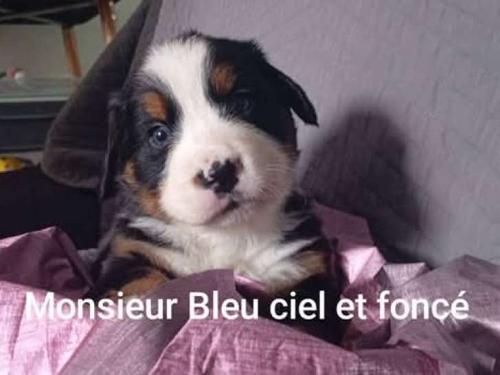 Chiots Bouvier Bernois à vendre