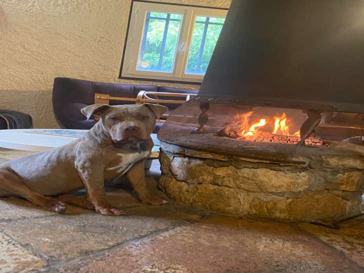 Chiot American Bully XL à vendre