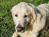 Golden Retriever à adopter