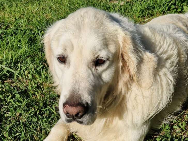 Golden Retriever à adopter