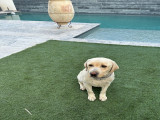Labrador à donner