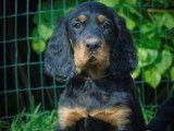 Chiot Setter Gordon LOF à vendre