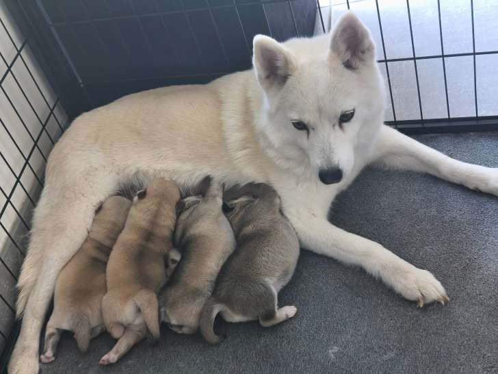 Chiots Pomsky F3 à réserver