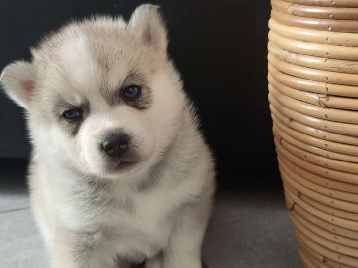 Chiots Pomsky F3