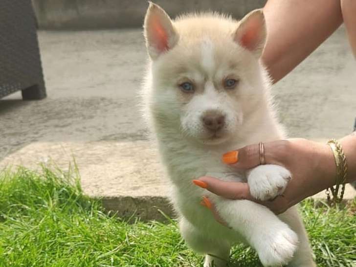 Chiots Pomsky F3