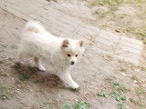 Chiots Spitz à vendre