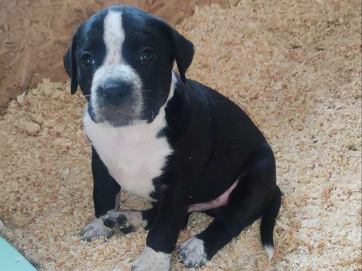 Chiots American Bully XL et XXL à vendre