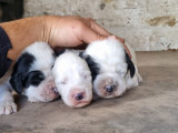 Chiots Setter Anglais à vendre