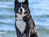 Mâle Akita Inu disponible pour saillie